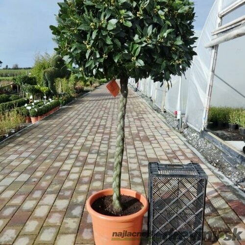 Bobkový list (vavrín pravý) guľa na kmienku 100/120 cm, v črepníku Laurus nobilis