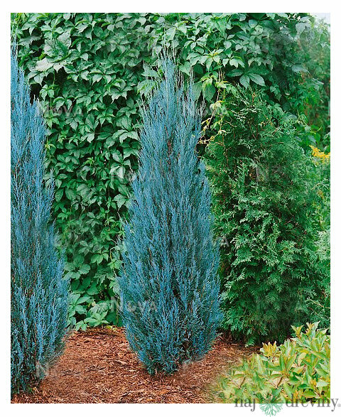 Borievka Blue Arrow (modrý šíp) 30/40 cm, v črepníku Juniperus scopulorum Blue Arrow