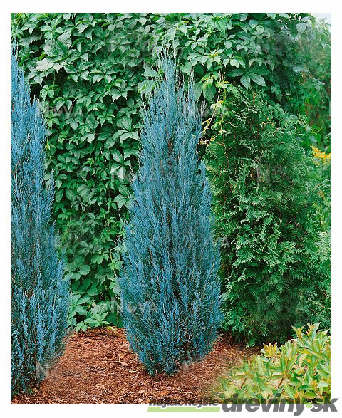 Borievka Blue Arrow (modrý šíp) 40/50 cm, v črepníku Juniperus scopulorum Blue Arrow