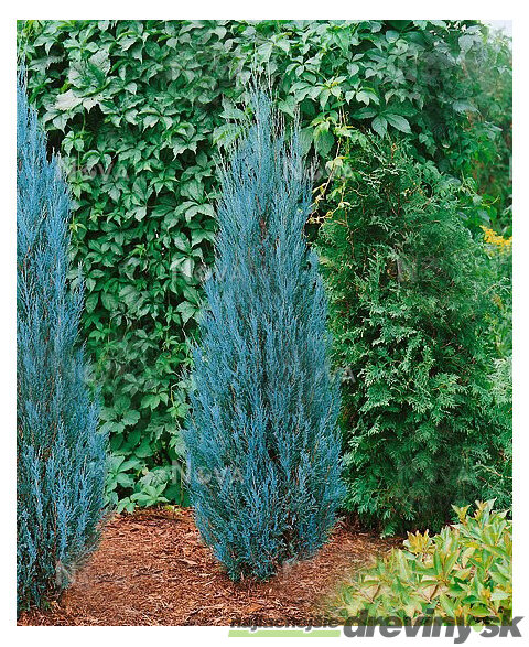 Borievka Blue Arrow (modrý šíp) 60/80 cm, v črepníku 2l/3l Juniperus scopulorum Blue Arrow