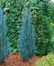 Borievka Blue Arrow (modrý šíp) 60/80 cm, v črepníku 2l/3l Juniperus scopulorum Blue Arrow