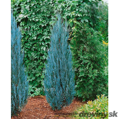 Borievka Blue Arrow (modrý šíp) 60/80 cm, v črepníku 2l/3l Juniperus scopulorum Blue Arrow