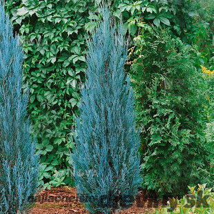Borievka Blue Arrow (modrý šíp) 60/80 cm, v črepníku 2l/3l Juniperus scopulorum Blue Arrow