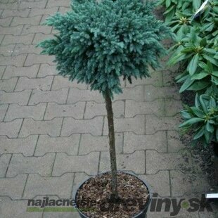 Borievka Blue chip na kmienku, obvod 10/12 cm, výška 80/100 cm, v črepníku Juniperus squamata Blue chip