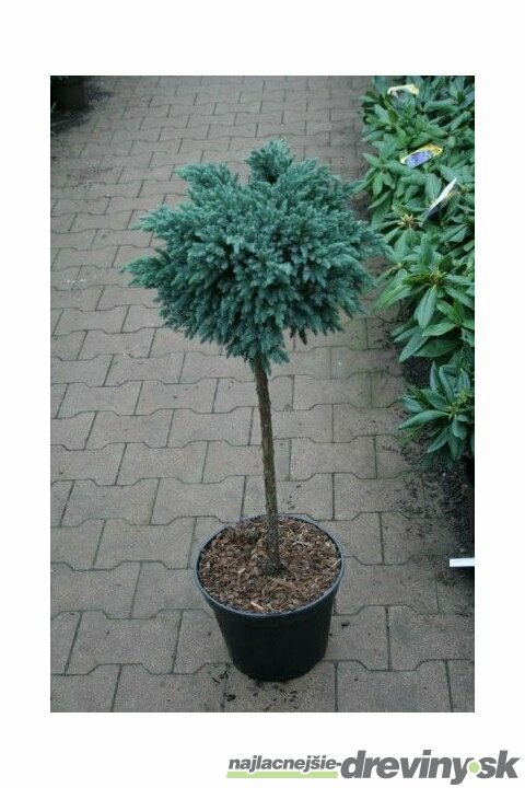 Borievka Blue chip na kmienku, obvod 10/12 cm, výška 80/100 cm, v črepníku Juniperus squamata Blue chip