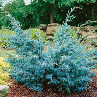 Borievka čínska Blue Alps, 30/40 cm, v črepníku Juniperus chinensis Blue Alps