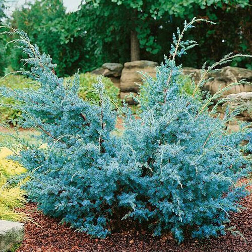 Borievka čínska Blue Alps, 30/40 cm, v črepníku Juniperus chinensis Blue Alps