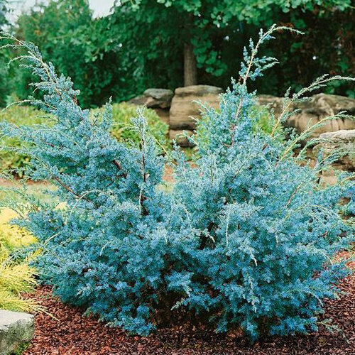 Borievka čínska Blue Alps, výška 20/40 cm, v črepníku Juniperus chinensis Blue Alps