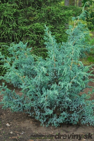 Borievka čínska (Jnuniperus chinensis)