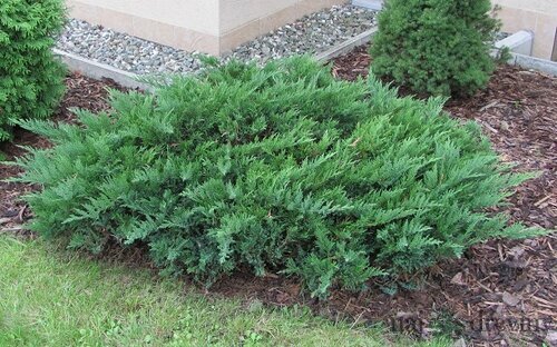 Borievka netatová Tamariscifolia, 20-30cm, v črepníku Juniperus sabina Tamariscifolia
