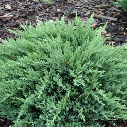 Borievka netatová Tamariscifolia, výška 15/20 cm, v črepníku P9 Juniperus sabina