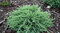 Borievka netatová Tamariscifolia, výška 15/20 cm, v črepníku P9 Juniperus sabina