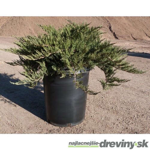 Borievka netatová Tamariscifolia, výška 15/20 cm, v črepníku P9 Juniperus sabina