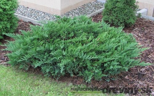 Borievka netatová Tamariscifolia, výška 20/30cm, v črepníku Juniperus sabina Tamariscifolia