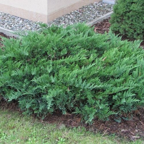 Borievka netatová Tamariscifolia, výška 20/30cm, v črepníku Juniperus sabina Tamariscifolia