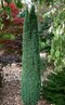 Borievka obyčajná Arnold 30/40 cm Juniperus communis Arnold