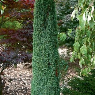 Borievka obyčajná Arnold 30/40 cm Juniperus communis Arnold