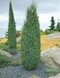 Borievka obyčajná Arnold 30/40 cm, v črepníku Juniperus communis Arnold
