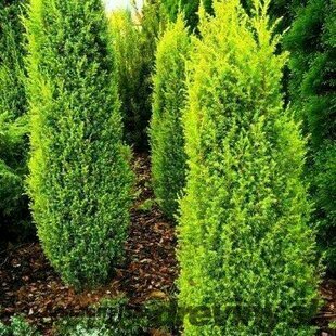 Borievka obyčajná Gold Cone, výška 20/40 cm, v črepníku 3l Juniperus communis Gold Cone