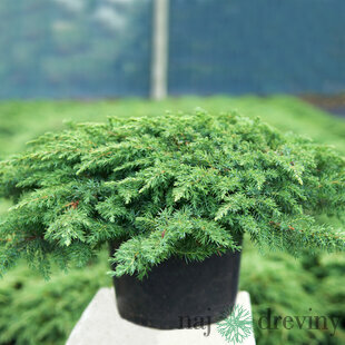 Borievka obyčajná Green Carpet 25/30 cm, v črepníku Juniperus communis Green Carpet