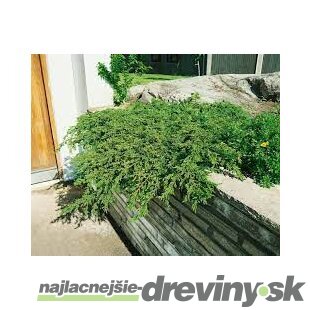 Borievka obyčajná Repands, výška 16/20 cm, v črepníku P9 Juniperus communis