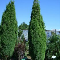 Borievka obyčajná Suecica, výška 20/30 cm, v črepníku Juniperus communis Suecica