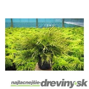 Borievka pfitzerova Gold Star 20/40 cm v črepníku 3l Juniperus media Gold Star
