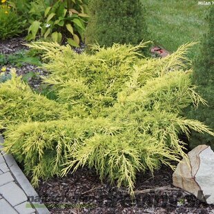Borievka pfitzerova Old Gold, výška 20/25 cm, v črepníku P9 Juniperus pfitzeriana