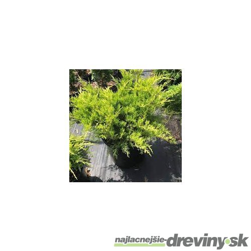 Borievka pfitzerova Old Gold, výška 20/25 cm, v črepníku P9 Juniperus pfitzeriana