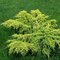 Borievka pfitzerova x Gold Coast, výška 20/30cm, v črepníku Juniperus pfitzeriana x Gold Coast