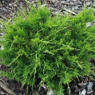 Borievka pfitzerova x Mint Julep, 30/40 cm, v črepníku Juniperus pfitzeriana x Mint Julep
