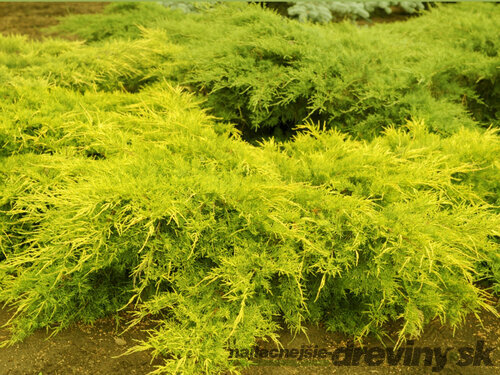 Borievka pfitzerova x Old Gold, 20-30cm, v črepníku Juniperus pfitzeriana x Old Gold