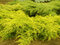 Borievka pfitzerova x Old Gold, 20-30cm, v črepníku Juniperus pfitzeriana x Old Gold
