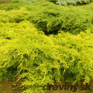 Borievka pfitzerova x Old Gold, 20-30cm, v črepníku Juniperus pfitzeriana x Old Gold