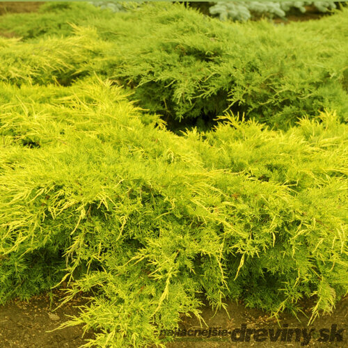 Borievka pfitzerova x Old Gold, 20-30cm, v črepníku Juniperus pfitzeriana x Old Gold