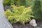 Borievka pfitzerova x Old Gold, výška 20/40 cm, v črepníku 3l Juniperus pfitzeriana