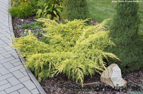 Borievka pfitzerova x Old Gold, výška 20/40 cm, v črepníku 3l Juniperus pfitzeriana
