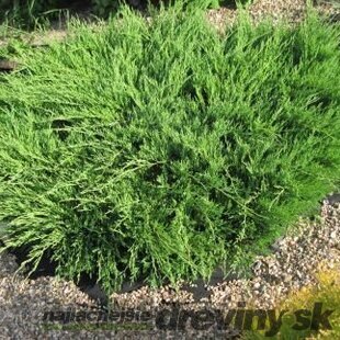 Borievka plazivá Andorra Compact 20/30 cm, v črepníku 3l Juniperus horizontalis Andorra Compact