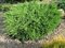 Borievka plazivá Andorra Compact, výška 20/30 cm, v črepníku Juniperus horizontalis Andorra Compact