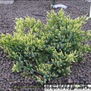 Borievka plazivá Dream Joy, výška 20/30 cm, v črepníku Juniperus squamata Dream Joy