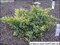 Borievka plazivá Dream Joy, výška 20/30 cm, v črepníku Juniperus squamata Dream Joy