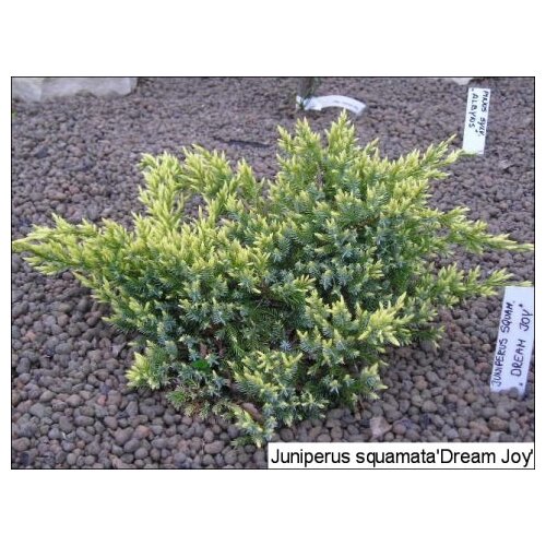 Borievka plazivá Dream Joy, výška 20/30 cm, v črepníku Juniperus squamata Dream Joy