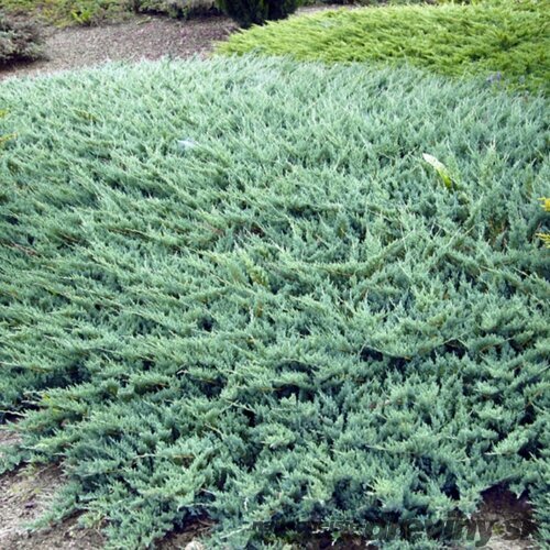 Borievka plazivá Glauca, 20/30 cm, v črepníku Juniperus horizontalis Glauca