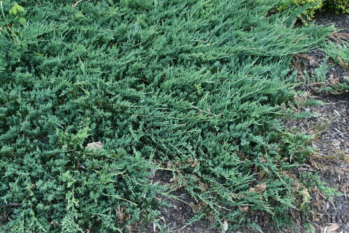 Borievka plazivá Jade River, 20-30cm, v črepníku Juniperus horizontalis Jade River