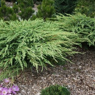 Borievka pobrežná Schlager, 20-30cm, v črepníku Juniperus conferta Schlager