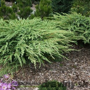 Borievka pobrežná Schlager, 20-30cm, v črepníku Juniperus conferta Schlager