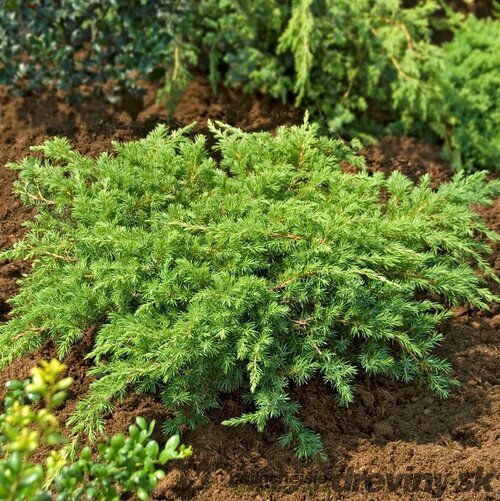 Borievka pobrežná Schlager, výška 25/35 cm, v črepníku P9 Juniperus conferta ‘Schlager‘
