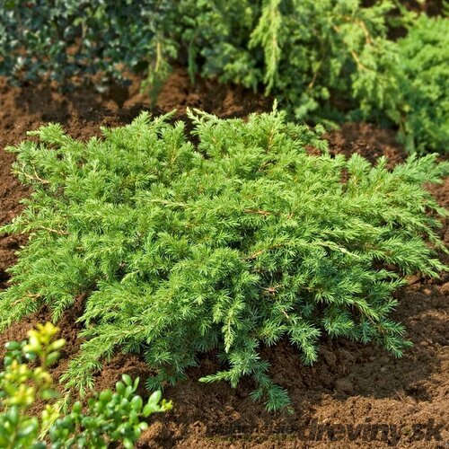 Borievka pobrežná Schlager, výška 25/35 cm, v črepníku P9 Juniperus conferta ‘Schlager‘
