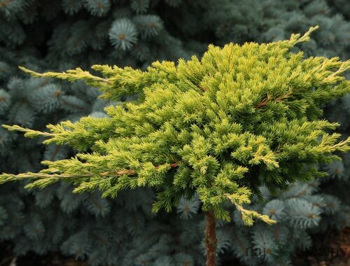 Borievka poliehavá Kishiogima, 15/20 cm, v črepníku Juniperus procumbens Kishiogima