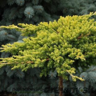 Borievka poliehavá Kishiogima, 15/20 cm, v črepníku Juniperus procumbens Kishiogima